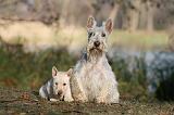 SCOTTISH TERRIER 021